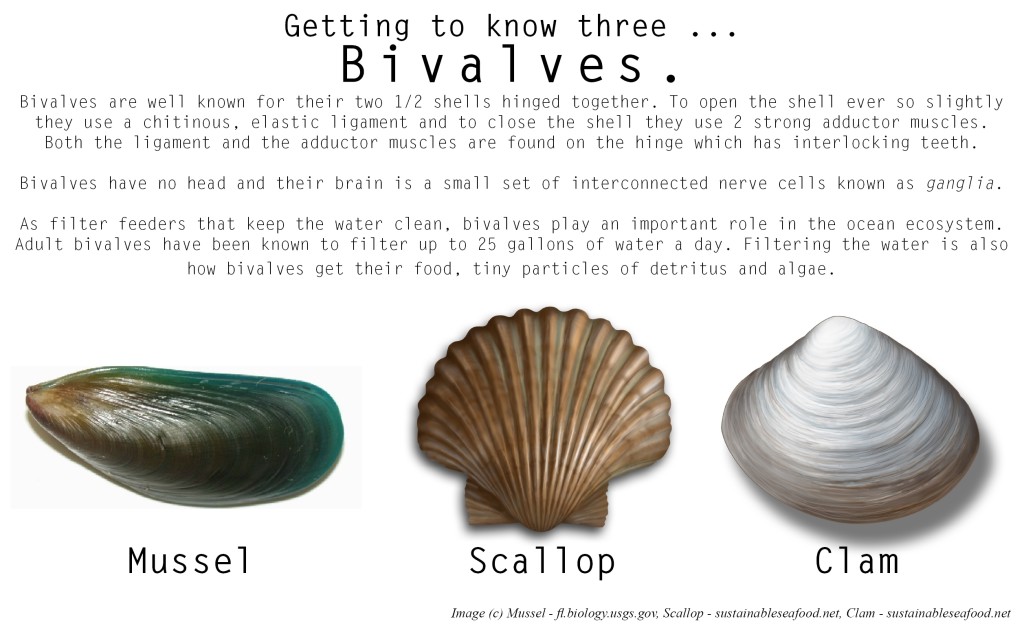 Getting To Know Three Bivalve Edition