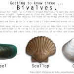Bivalves_BCS