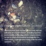 CoquinaclamsQuickfact_BCS