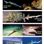 FishNotonSharkWeek_BCS