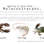 Malacostracans_BCS