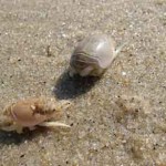 MoleCrabs_njseagrantdotrorg