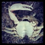 molt