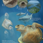 marine-debris1
