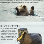 Sea otter image (c) tomstick.com, river otter image (c) local.brookings.k12.sd.us