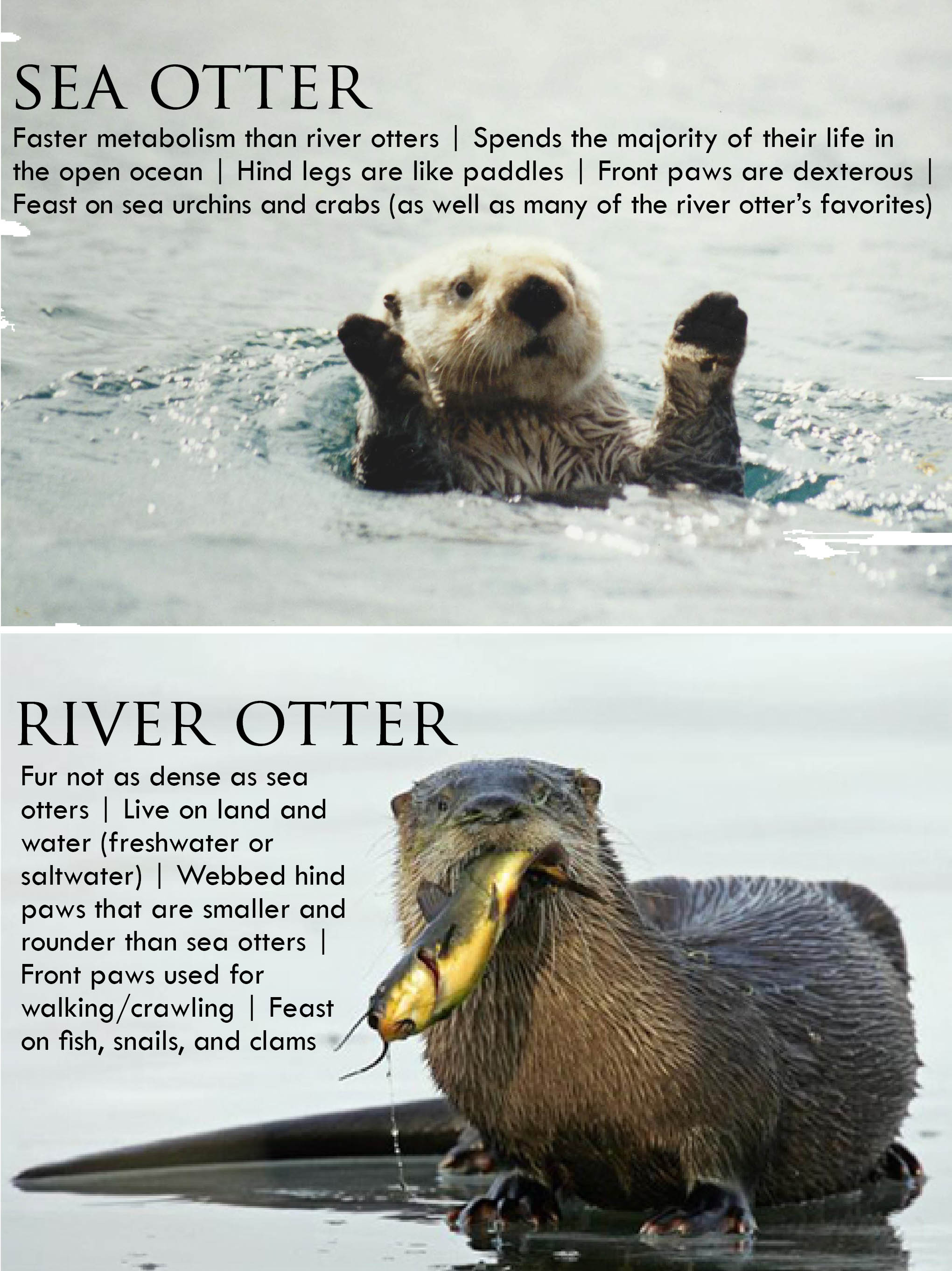Sea Otter Vs River Otter
