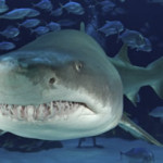 Sand tiger shark at the Georgia Aquarium. Image (c) Underwater Times