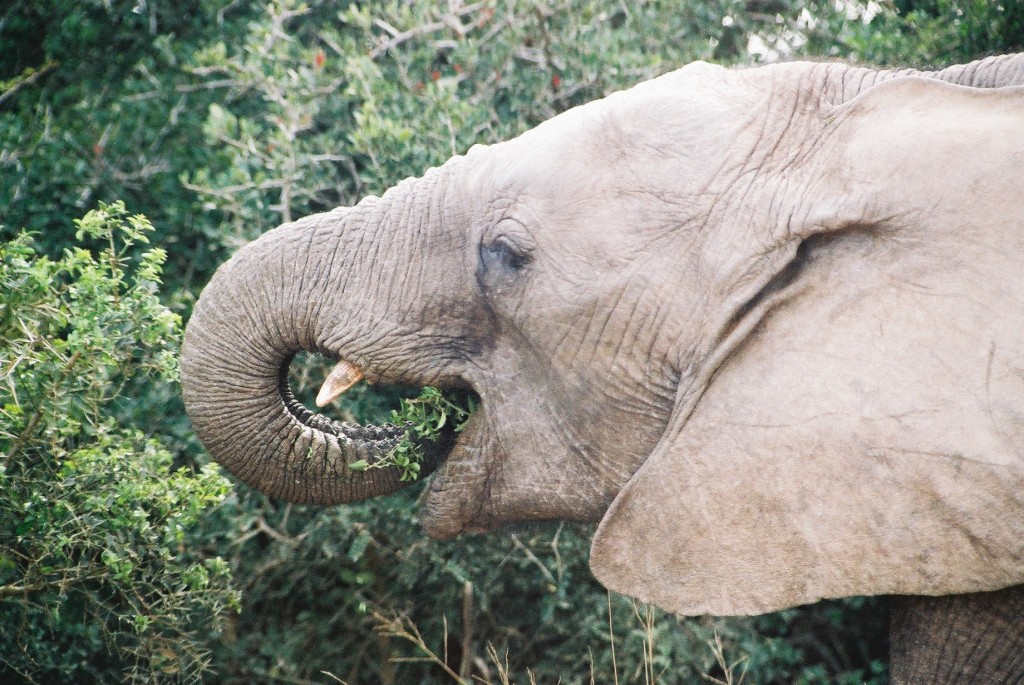 elephant-eating-greenery-in-Addo-Park-Eastern-Cape-South-Africa-3-WL
