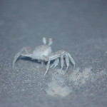 ghostCrab