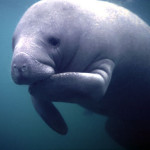 naples-wildlife-manatee