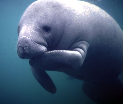  Images of Manatee , Manatee images, Hq photos, Pictures of Manatee , Picture of a Manatee 