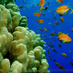 RedseaAnthias