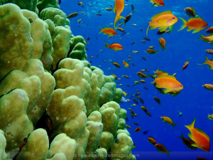 RedseaAnthias