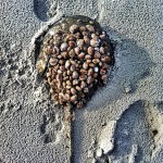 Once a horseshoe crab reaches their full size they stop molting. Their shells then come to host many sessile creatures, including slipper snails.