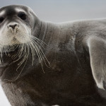 Adult bearded seal by by wildlife photographer Paul Souders