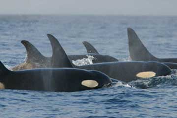 killerwhales_southernresidents