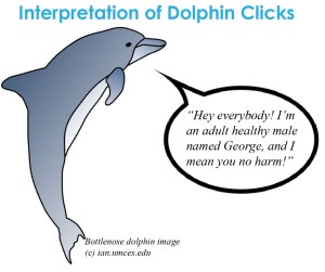 Dolphinclicks_BCS