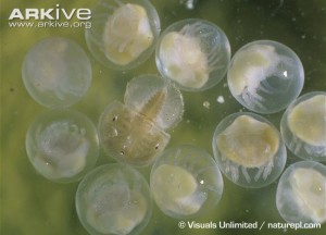 Horseshoe-crab-eggs-larvae-visible