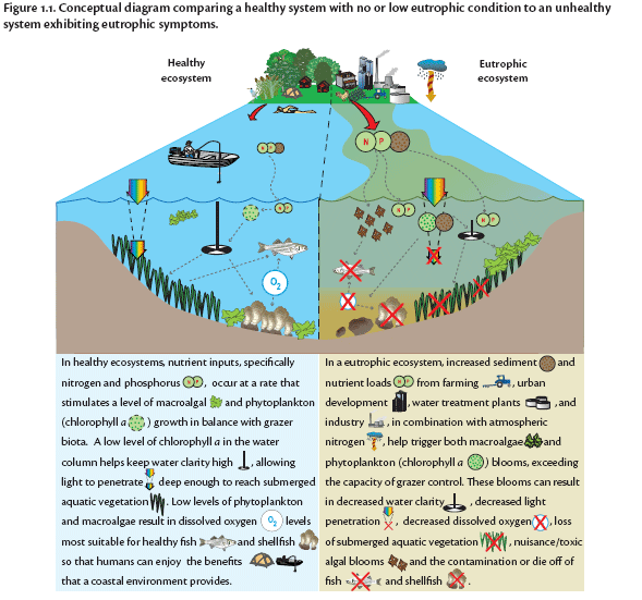 healthy-eutro-diagram_coastalscience.noaa.gov