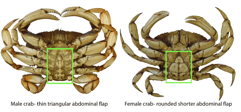 http://treadoutdoors.blogspot.com/2012/10/my-husband-gave-me-crabs.html
