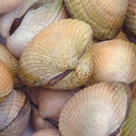 Cockle shells