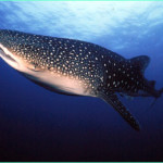 Whale-Shark-03