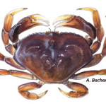 dungenesscrab