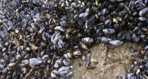 mussels_wired
