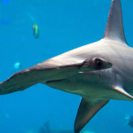 Scalloped hammerhead shark (sphyrna lewini)