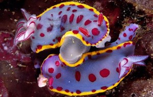 http://kids.nationalgeographic.com/kids/photos/strange-underwater-creatures/