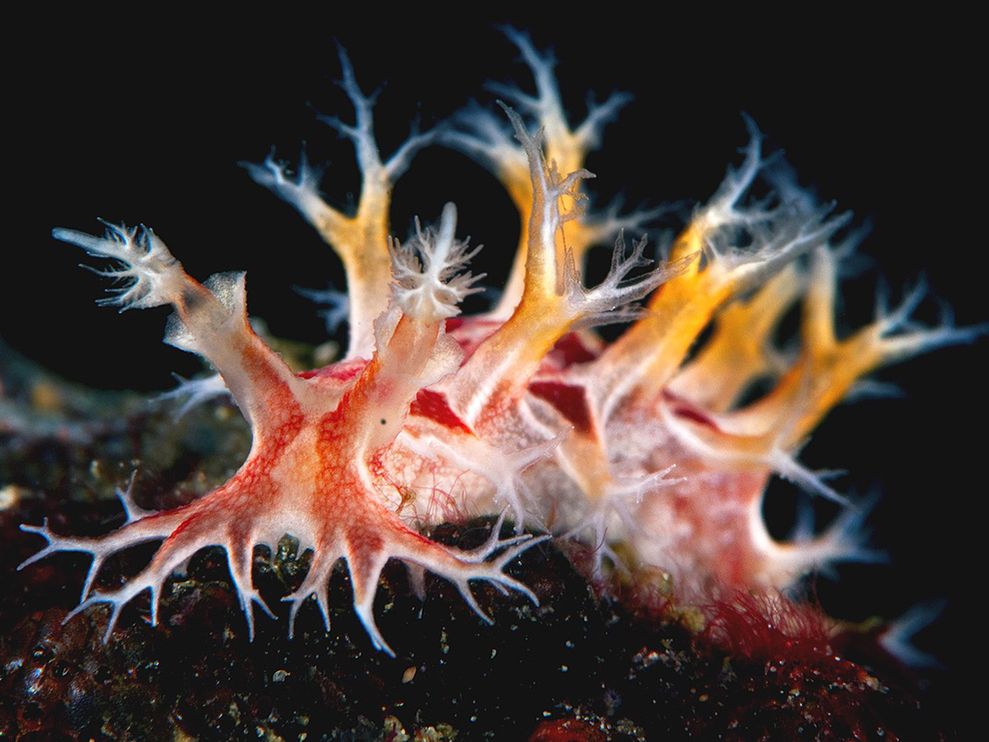 Nudi4