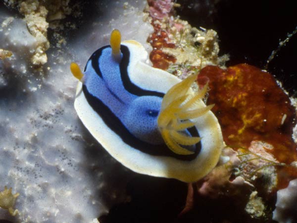 nudi2