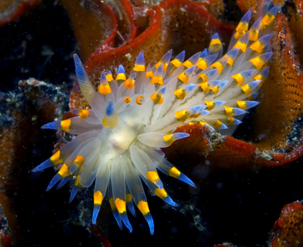 nudi3