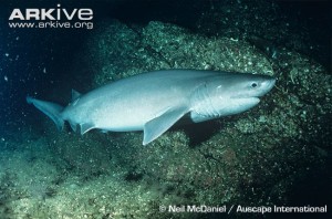 Bluntnose six-gill shark