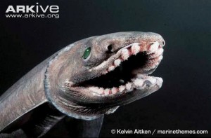 Frilled-shark-showing-specially-adapted-teeth