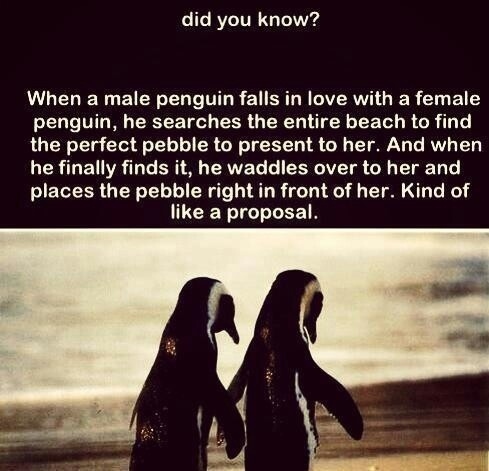 Penguins and pebble proposals