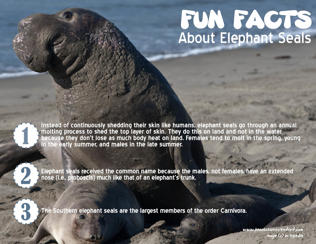 elephantseals_beachchairscientist