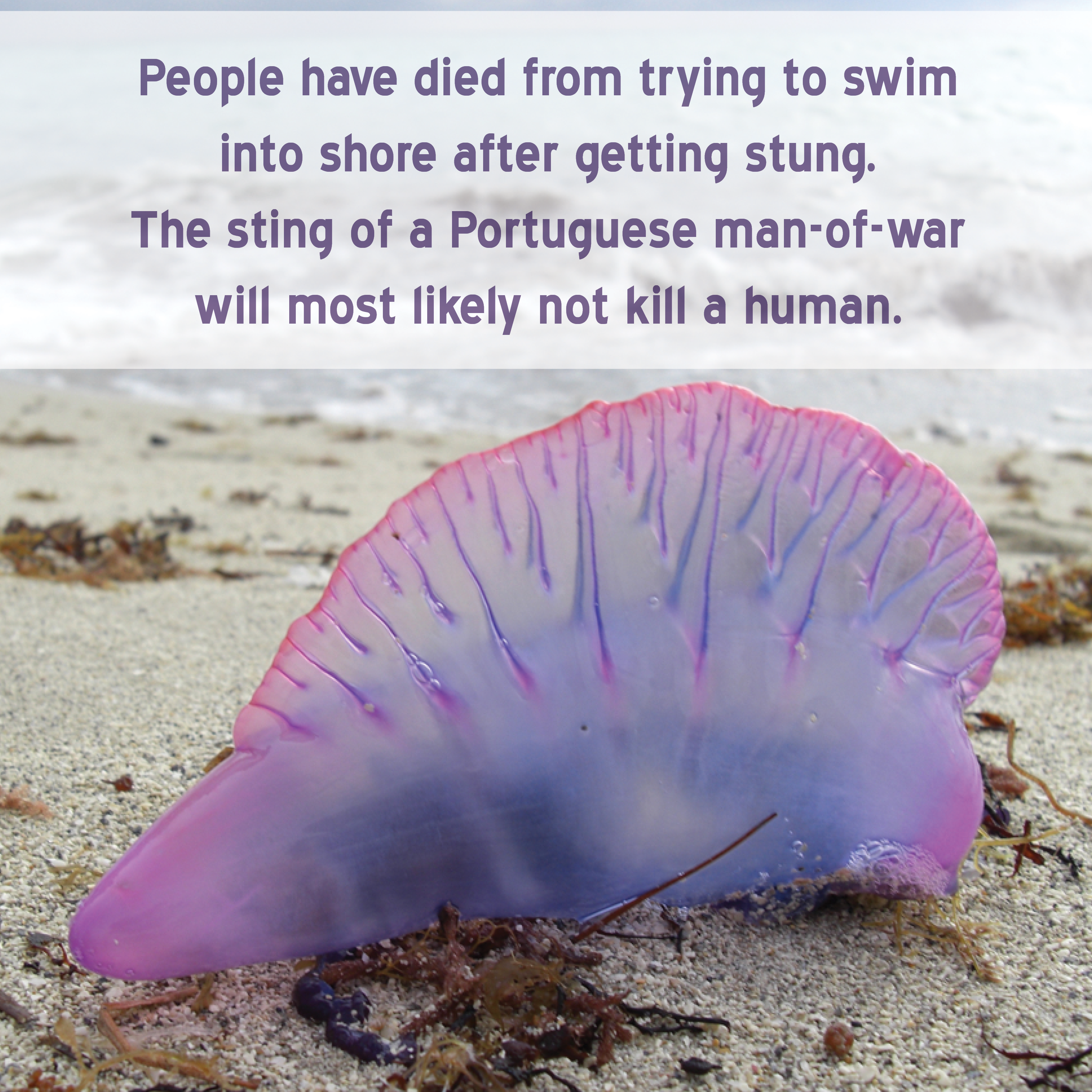 Portuguese man-of-war, Size, Sting, & Facts