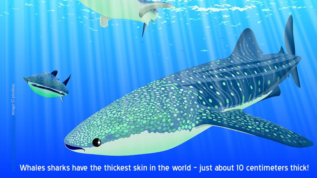 DestinyWhaleShark_BCS