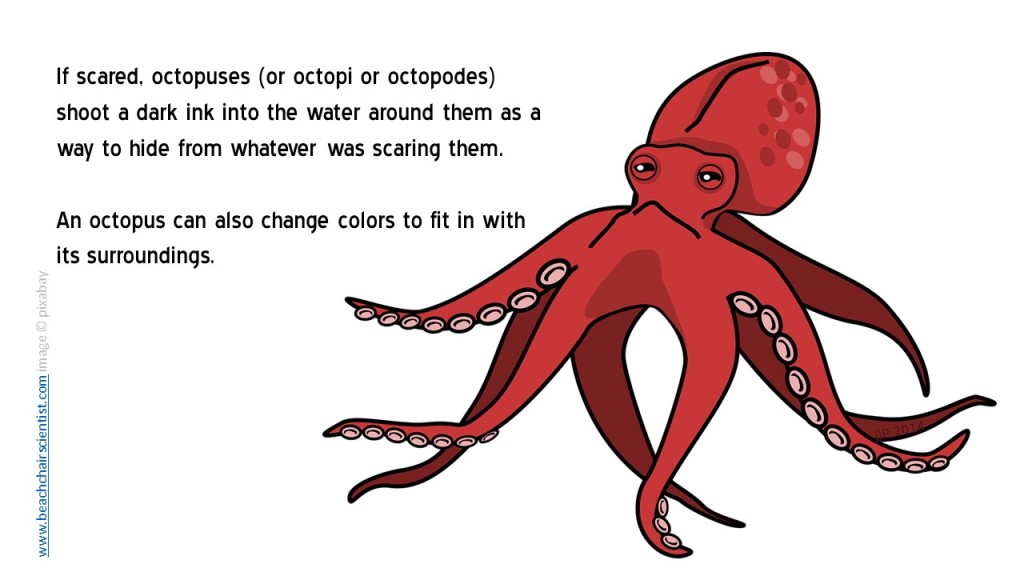 Octopus_BCS
