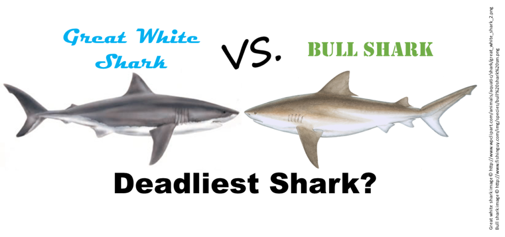 difference between bull shark and great white