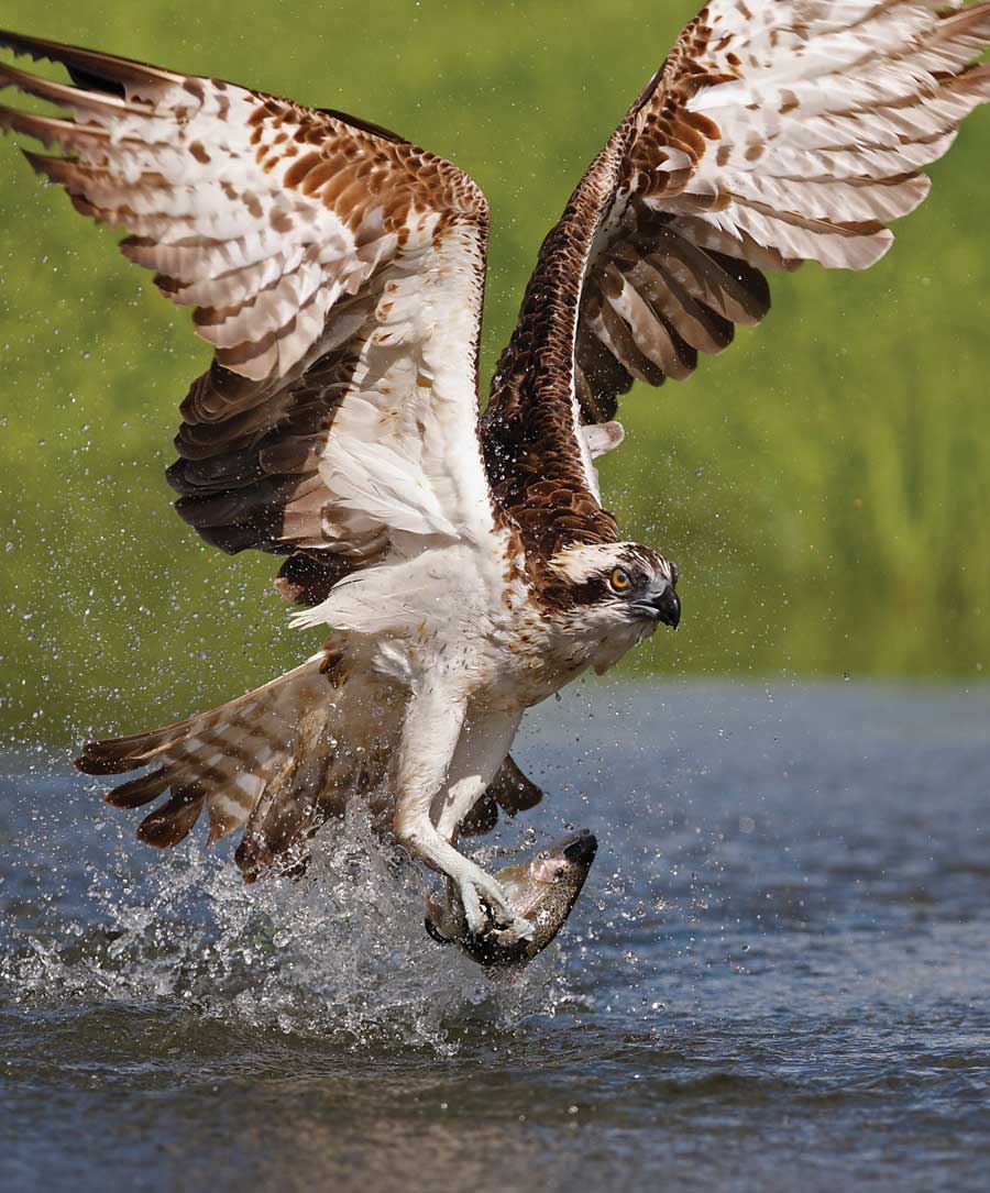 The “Osprey”, they’re bone breakers alright