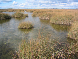 What is the difference between a swamp and a marsh?