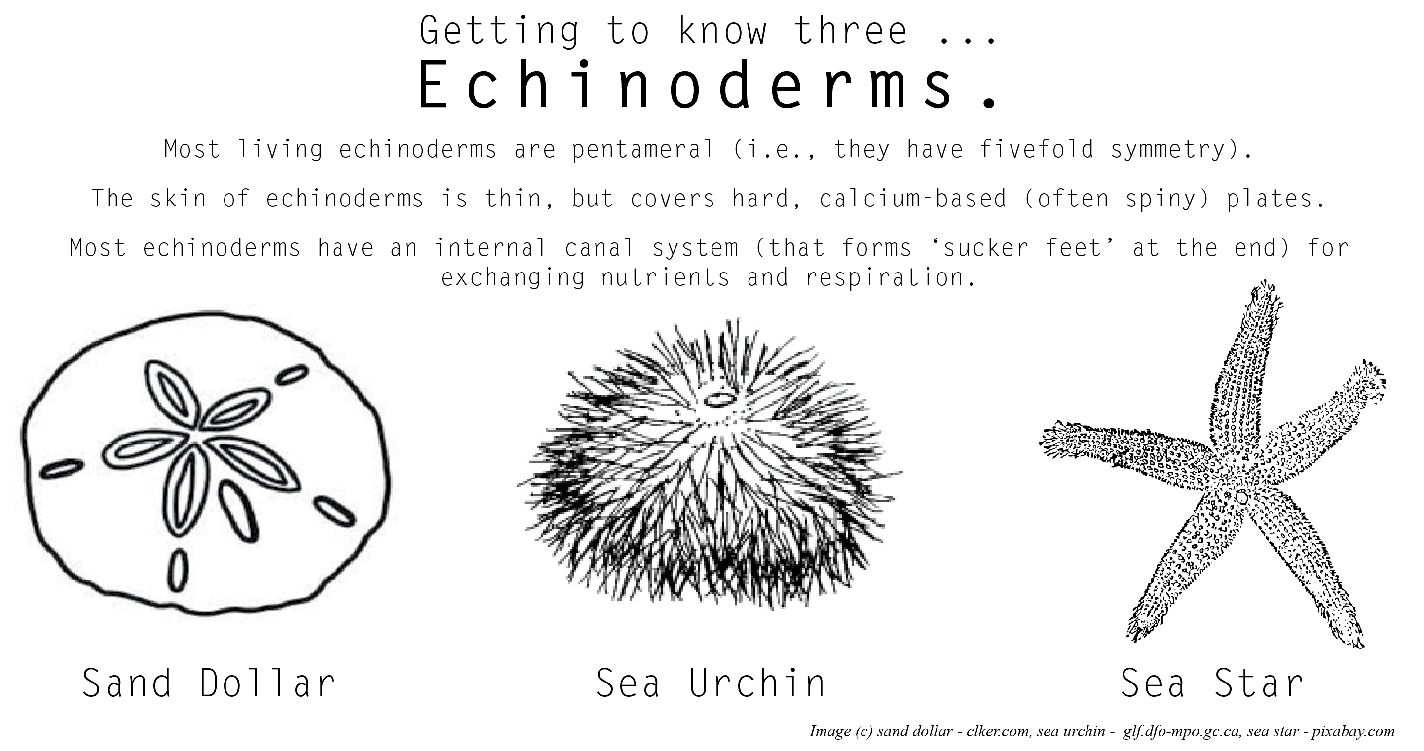 getting-to-know-three-echinoderm-edition