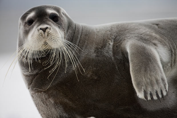 Ho Ho Ho Look Who s Coming To Town It s The Bearded Seal 