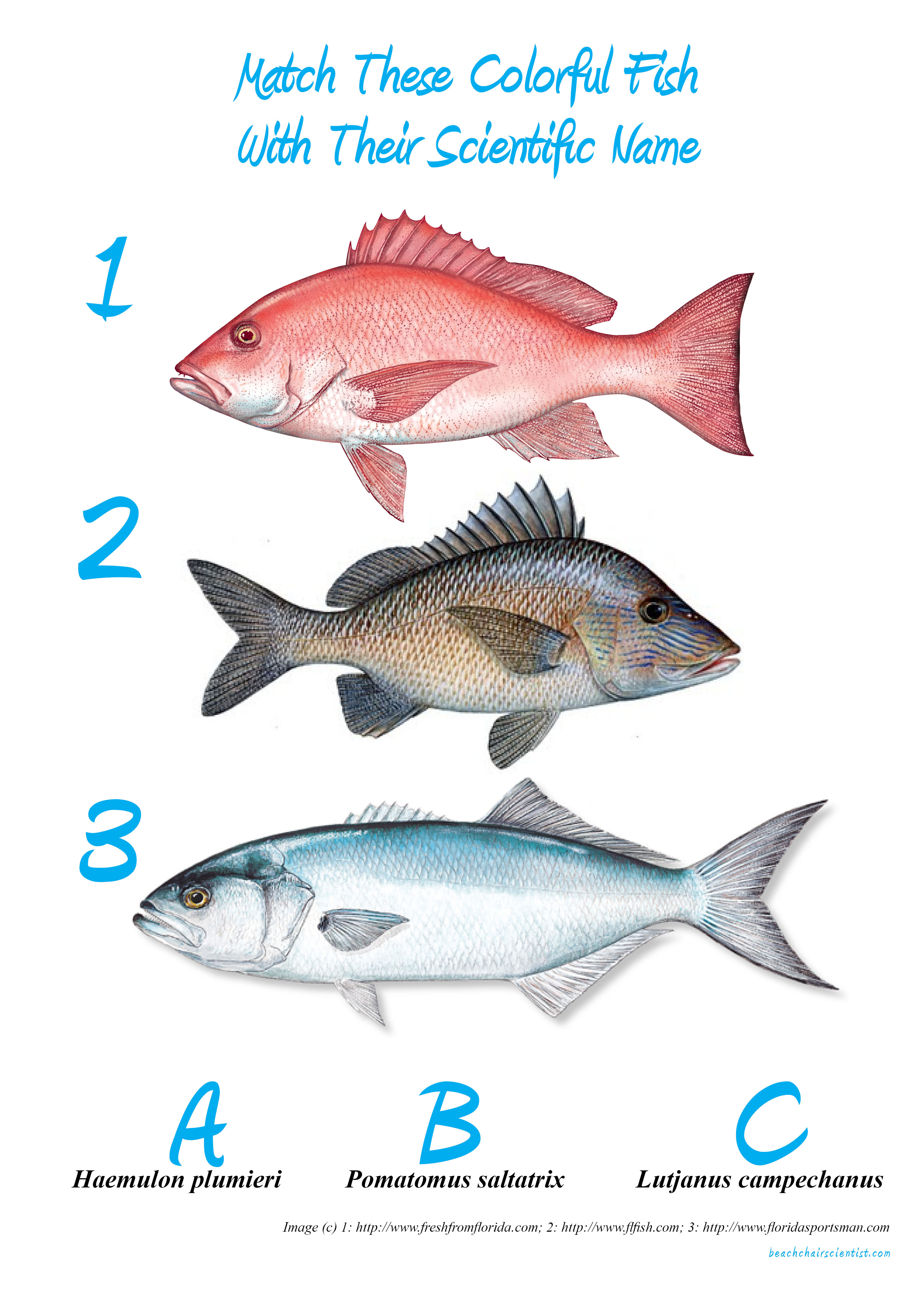 Word of fish. Types of Fish. Виды рыб в Хорватии. Fish names. Kinds of Fish.
